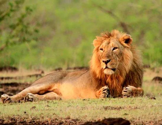 gir lions